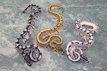 axanthic group