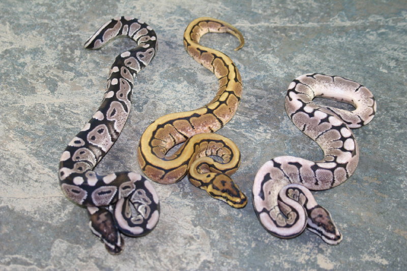 axanthic group