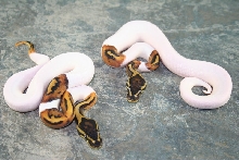 pied males