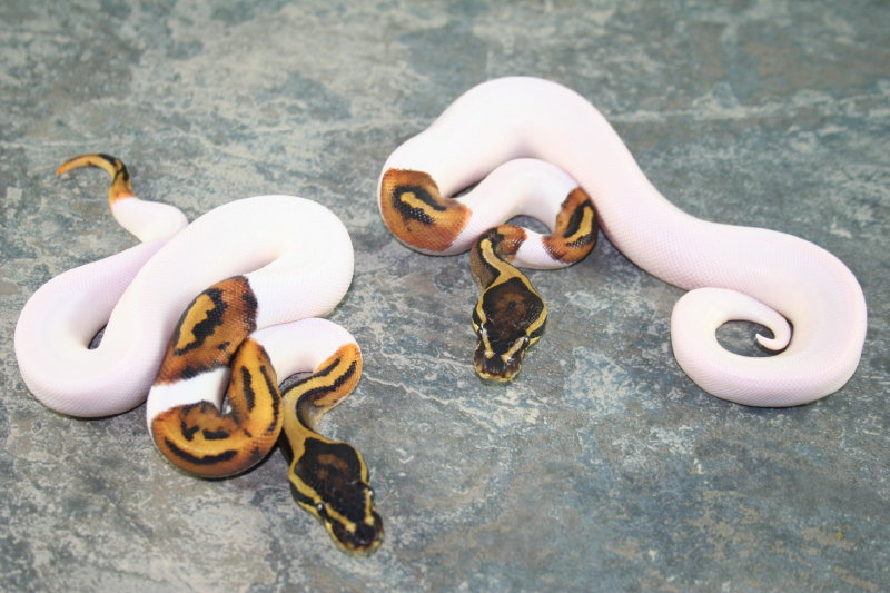 pied males