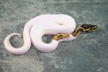 pastel pied 1
