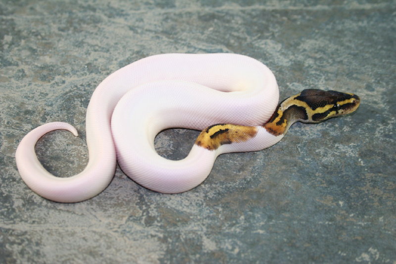 pastel pied 1