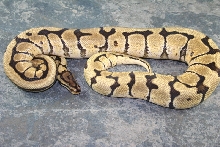 mystic spider male 1