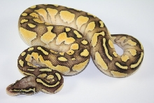 pastel butter 2