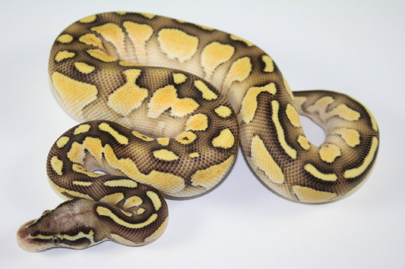 pastel butter 2