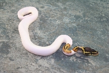 pastel pied 2