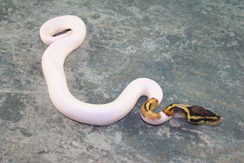 pastel pied 2