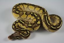 pastel butter 3