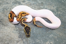 lone pied
