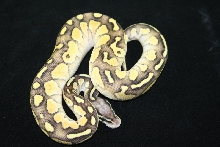 pastel butter male 1