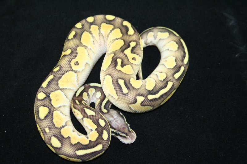 pastel butter male 1