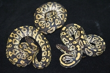 3 mystics