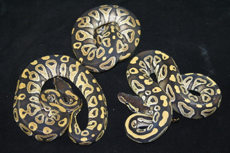 3 mystics