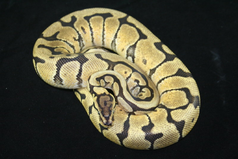 mystic spider male 2