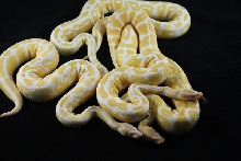 group albino