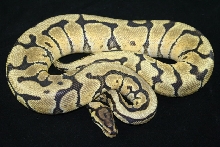 mystic spider male 1
