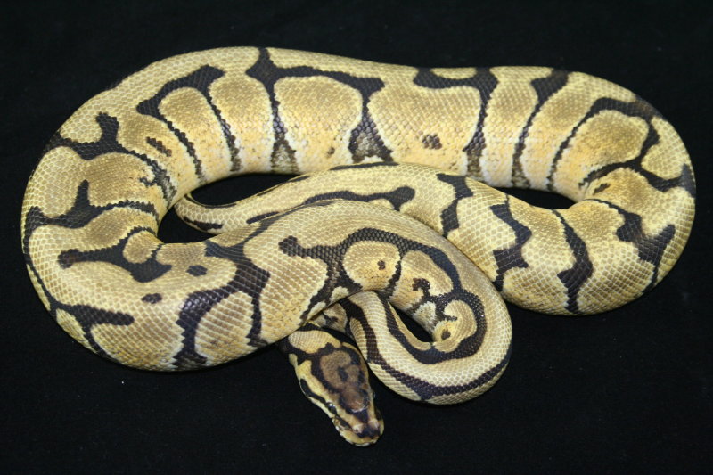 mystic spider male 1