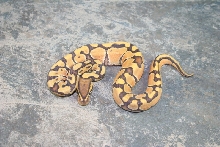 hypo enchi male