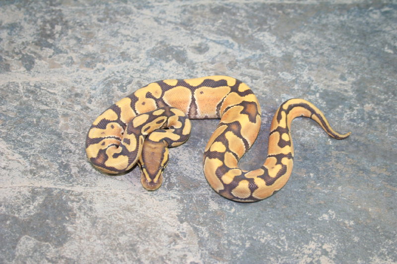 hypo enchi male