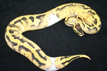 pastel pied dad
