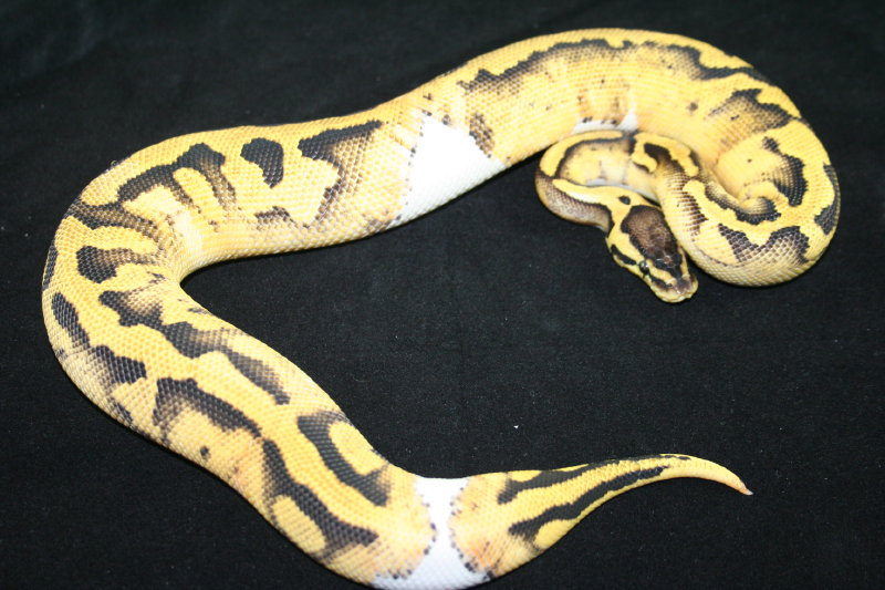 pastel pied dad