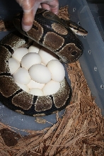 14 eggs