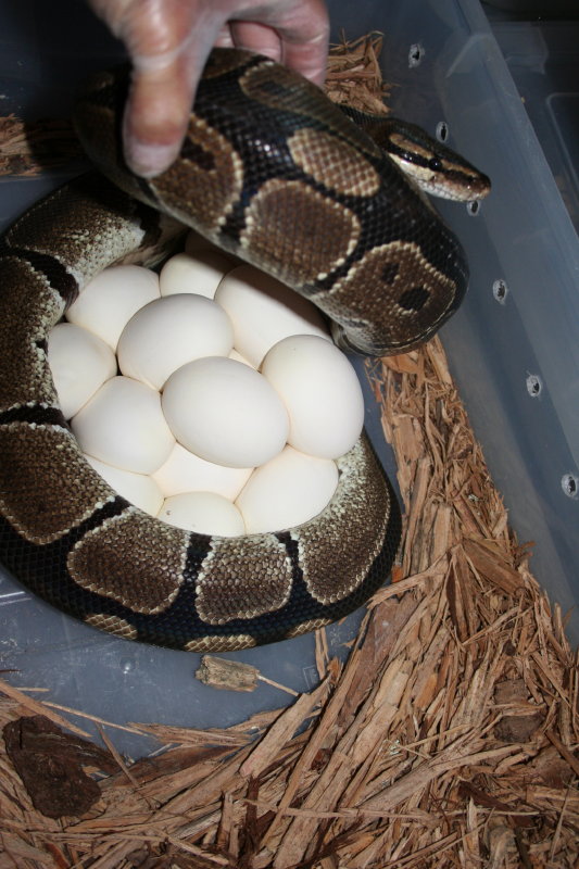 14 eggs