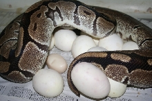 17 egg clutch