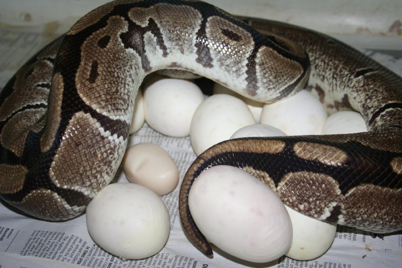 17 egg clutch