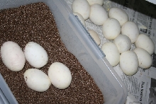 17 egg clutch