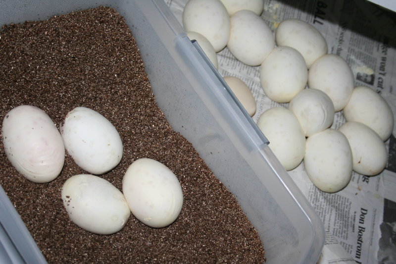 17 egg clutch