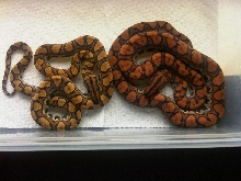 Sibling Pair, Anery/Xanthic Het