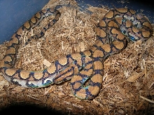 Unknown Possible Morph?