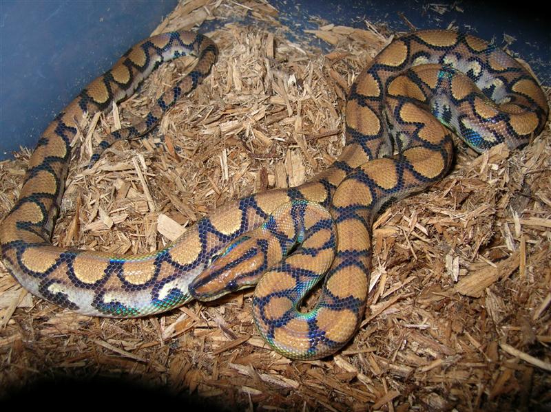 Unknown Possible Morph?