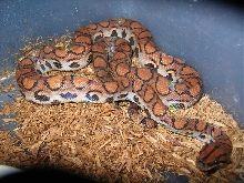 Normal Sibling to Possible Morph