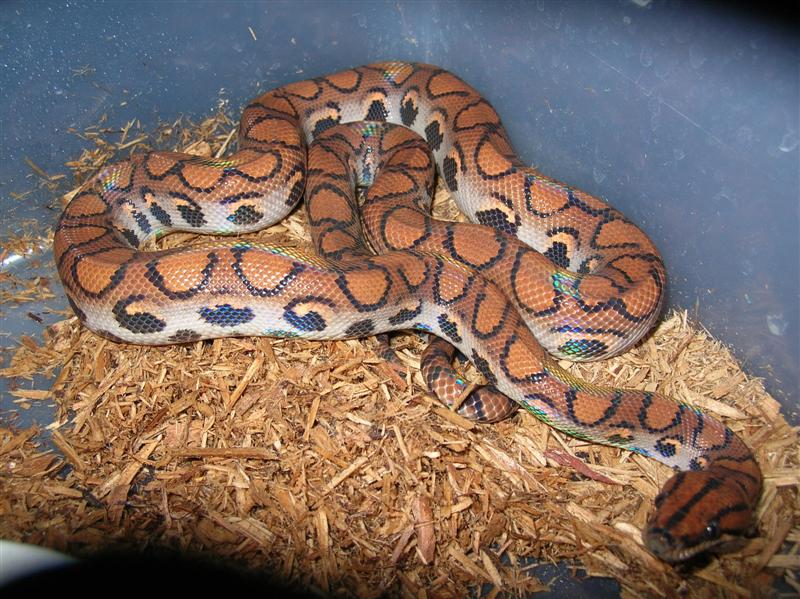 Normal Sibling to Possible Morph