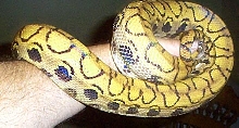 Animal That Started it all