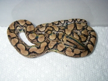 Unidentified possible Morph BRB