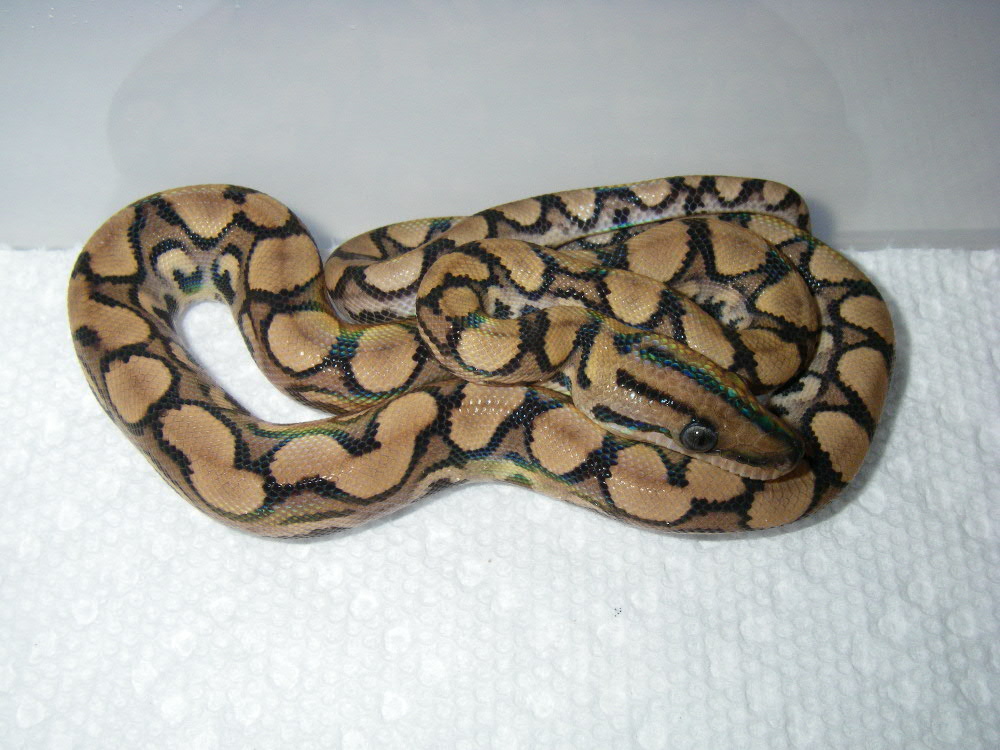 Unidentified possible Morph BRB