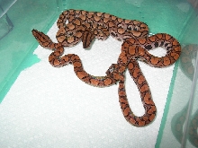 Unknown "Morph" with Normal Sibling