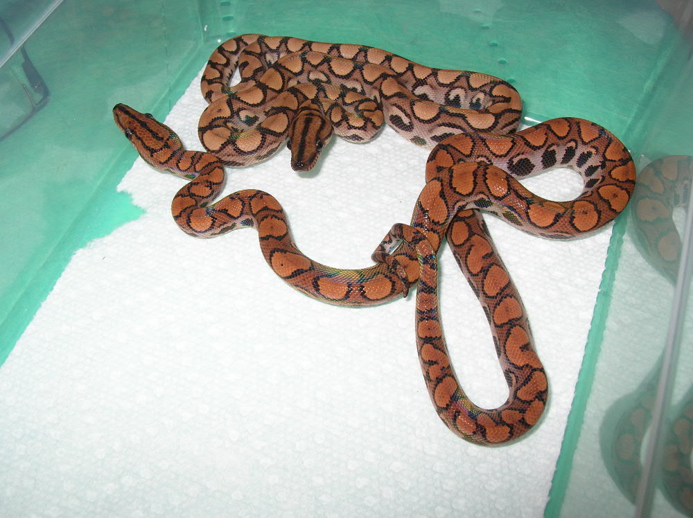 Unknown "Morph" with Normal Sibling