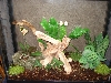 new house for cresteds