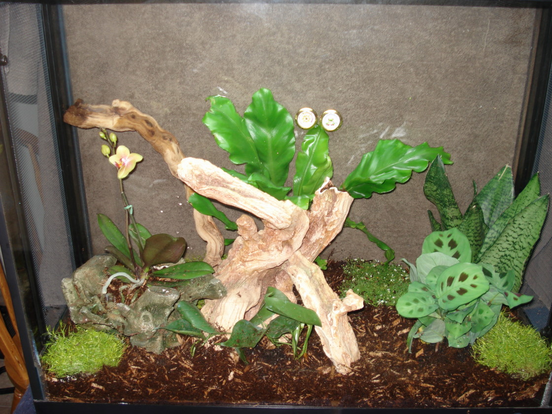 new house for cresteds
