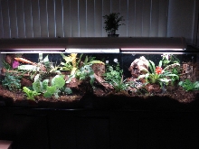 poison dart frog tank