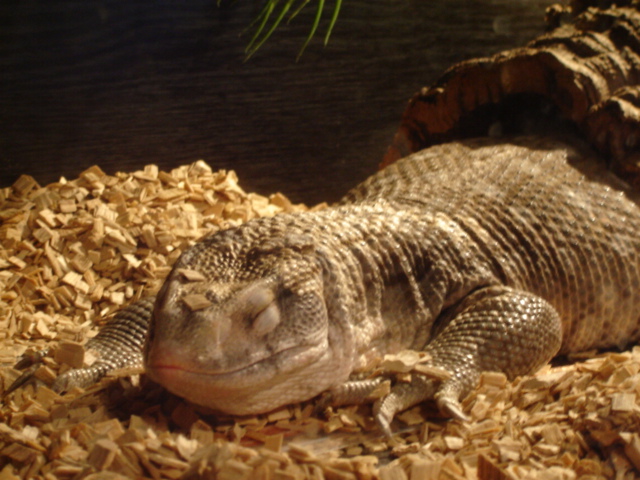 my bosc monitor