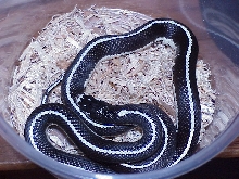Striped Kingsnake