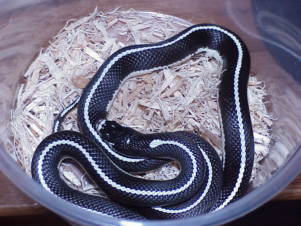Striped Kingsnake