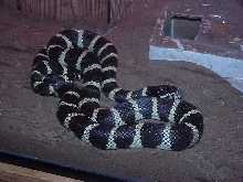 California Kingsnake