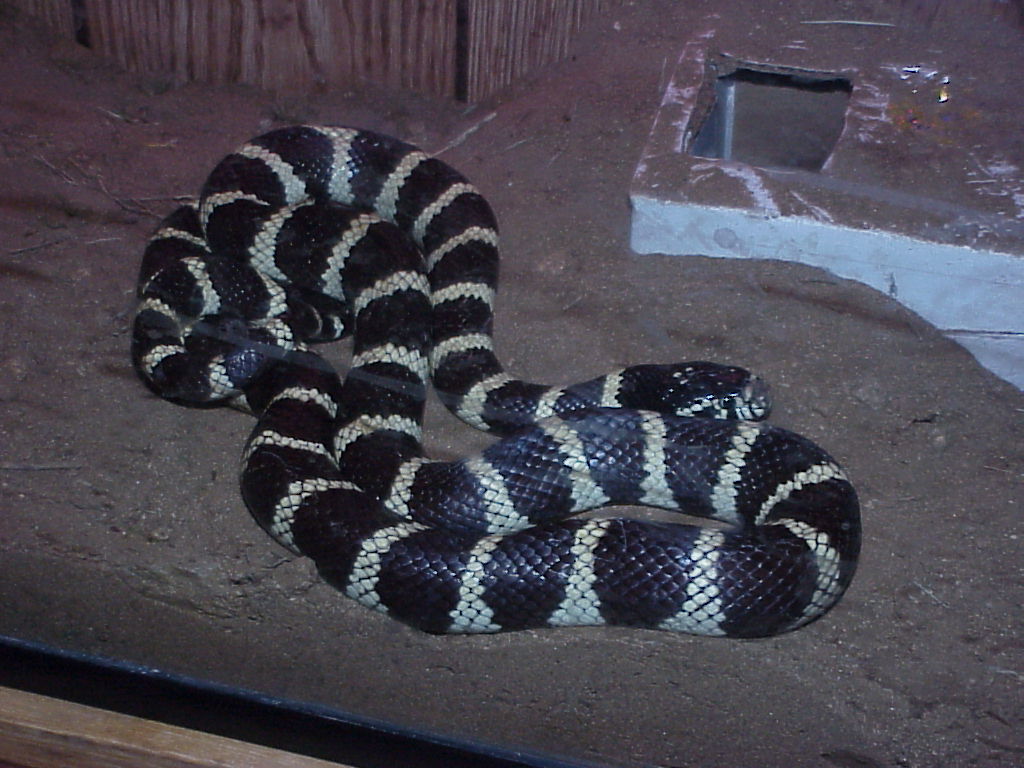 California Kingsnake
