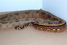 hog female 2